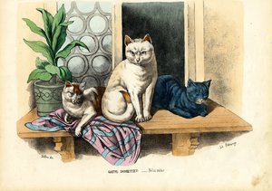 Chat domestique, 1863-79 - Raimundo Petraroja